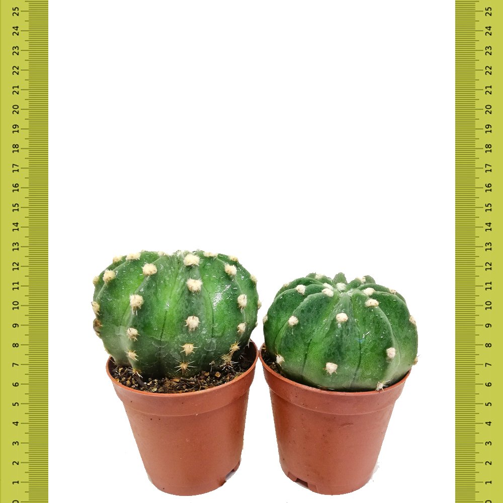 Top Şeklinde Echinopsis Subdenudata Kaktüs (Saksıda)