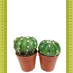 Top Şeklinde Echinopsis Subdenudata Kaktüs (Saksıda)