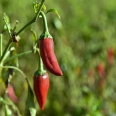Yakan Burbiye Acı Biber Tohumu (490 tohum)