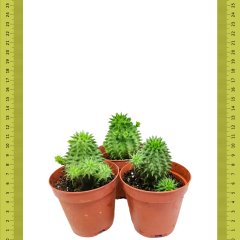 Çok Yavrulu Euphorbia Suzanne Kaktüs (Saksıda)