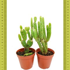 Opuntia Microdasys Rufida Minima Kaktüs (Saksıda)