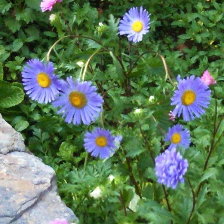 Blue Clear Erigeron Çiçeği Tohumu (50 tohum)