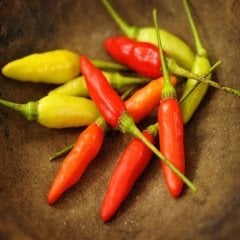 Zehir Tabasco Acı Biber Tohumu (20 tohum)
