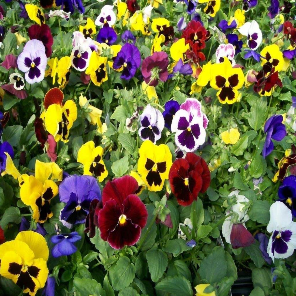 Dev Karışık Renkli Menekşe (Viola) Çiçeği Tohumu (50 tohum)
