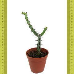 Dikneli Euphorbia Aeruginosa Schiweck Kaktüs (Saksıda)