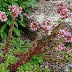 Sempervivum Tectorum Çiçeği Tohumu (20 tohum)