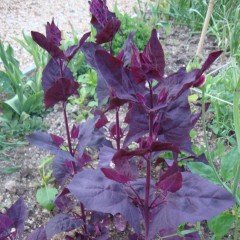 Doğal Orach (Atriplex Hortensis Red Plume) Çiçeği Tohumu (20 tohum)
