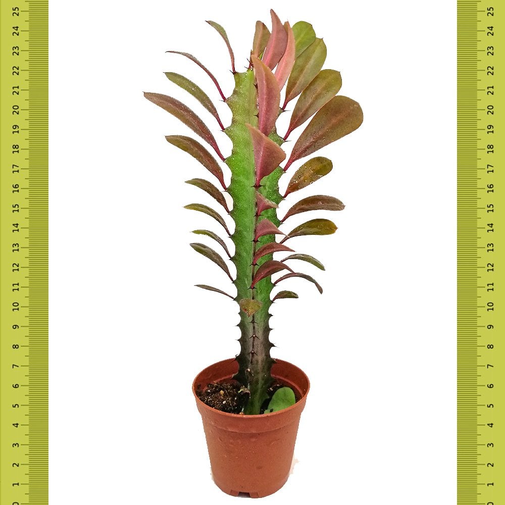 Euphorbia Trigona Rubra Sukulent (Saksıda)