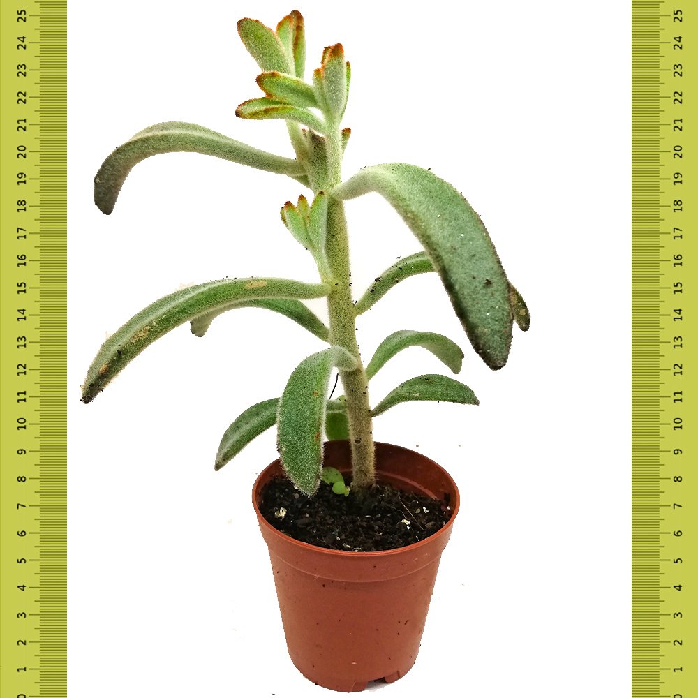 Boyalı Kalanchoe Tomentosa Sukulent (Saksıda)