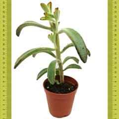 Boyalı Kalanchoe Tomentosa Sukulent (Saksıda)