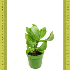 Crassula Arborescens Undulatifolia Sukulent (Saksıda)