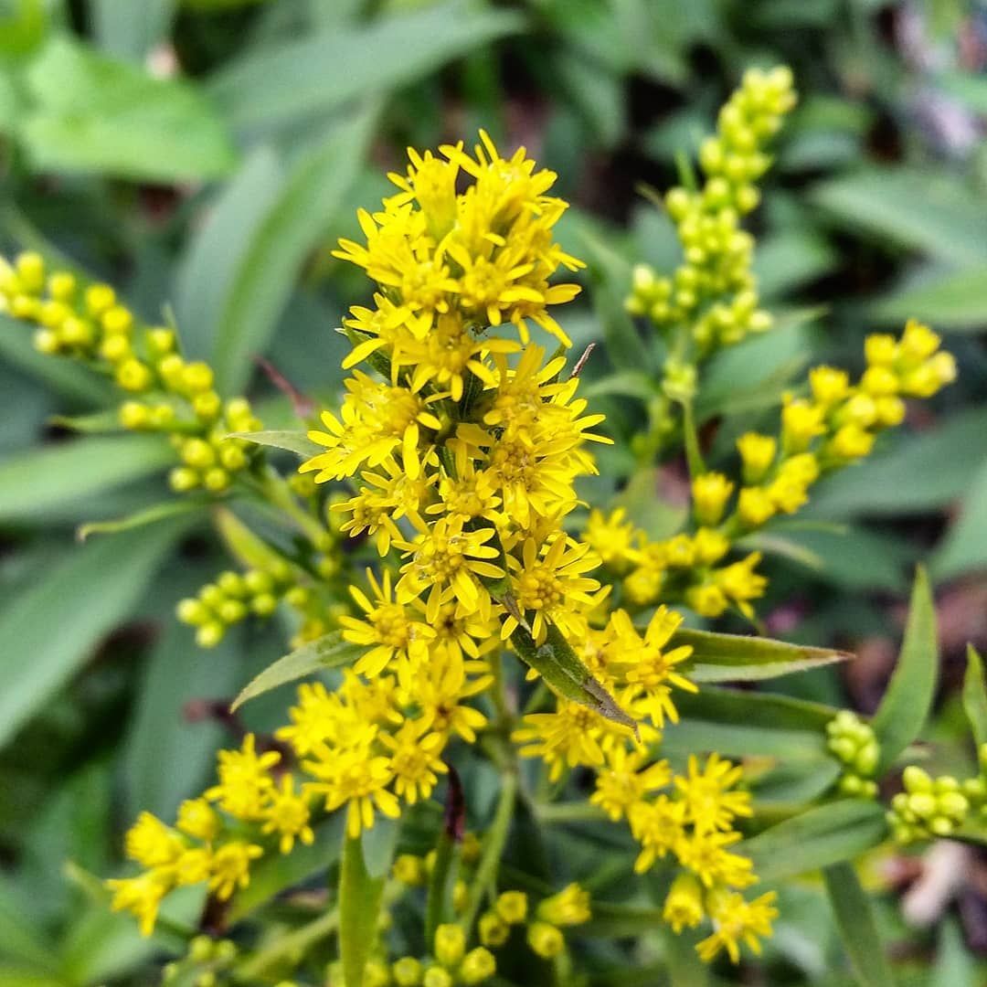 Solidago Çiçeği Tohumu(100 tohum)