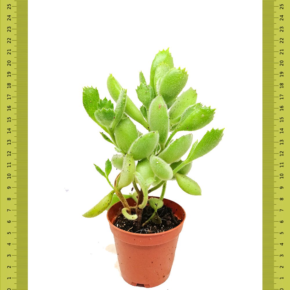Cotyledon Ladismithiensis  Sukulent (Saksıda)