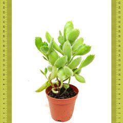 Cotyledon Ladismithiensis  Sukulent (Saksıda)