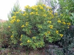 Senna Nadir Hebecarpa Çiçeği Tohumu (25 Tohum)