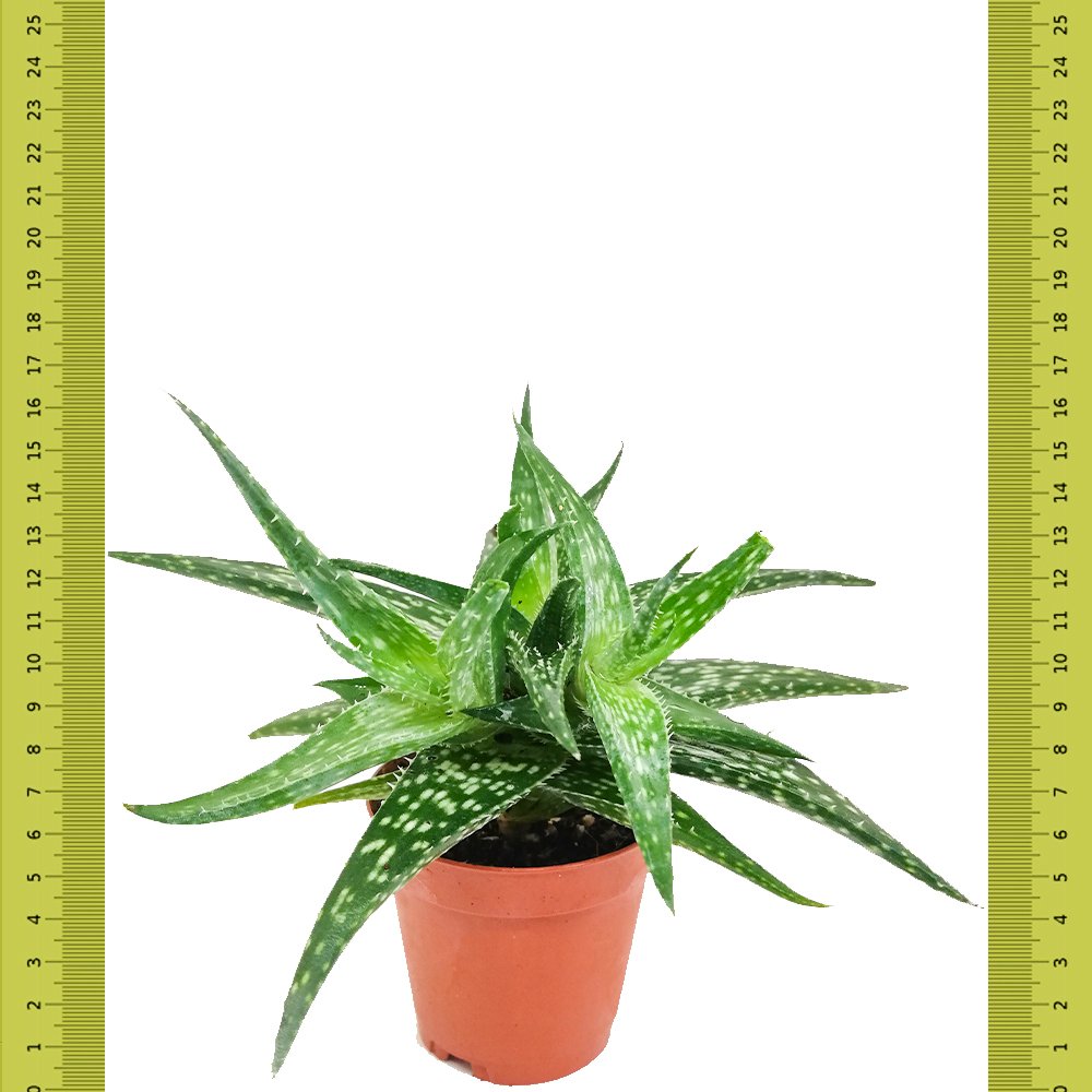 Hayal Ötesi Aloe Sukulent (Saksıda)