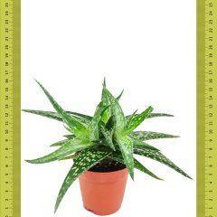 Hayal Ötesi Aloe Sukulent (Saksıda)
