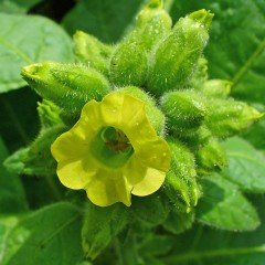 Midewiwan Sacred Tobacco Çiçeği Tohumu (40 tohum)