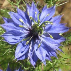 Love in a Mist Çiçeği Tohumu(100 tohum)