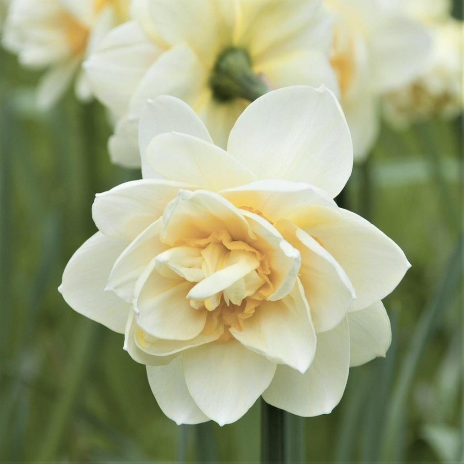 Yoğun Mis Kokulu White Lion Daffodil Nergis Soğanı (5 adet)