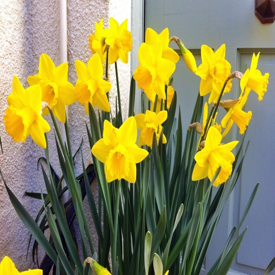 Sarı Renkli St Kevern Daffodil Nergis Soğanı (5 adet)