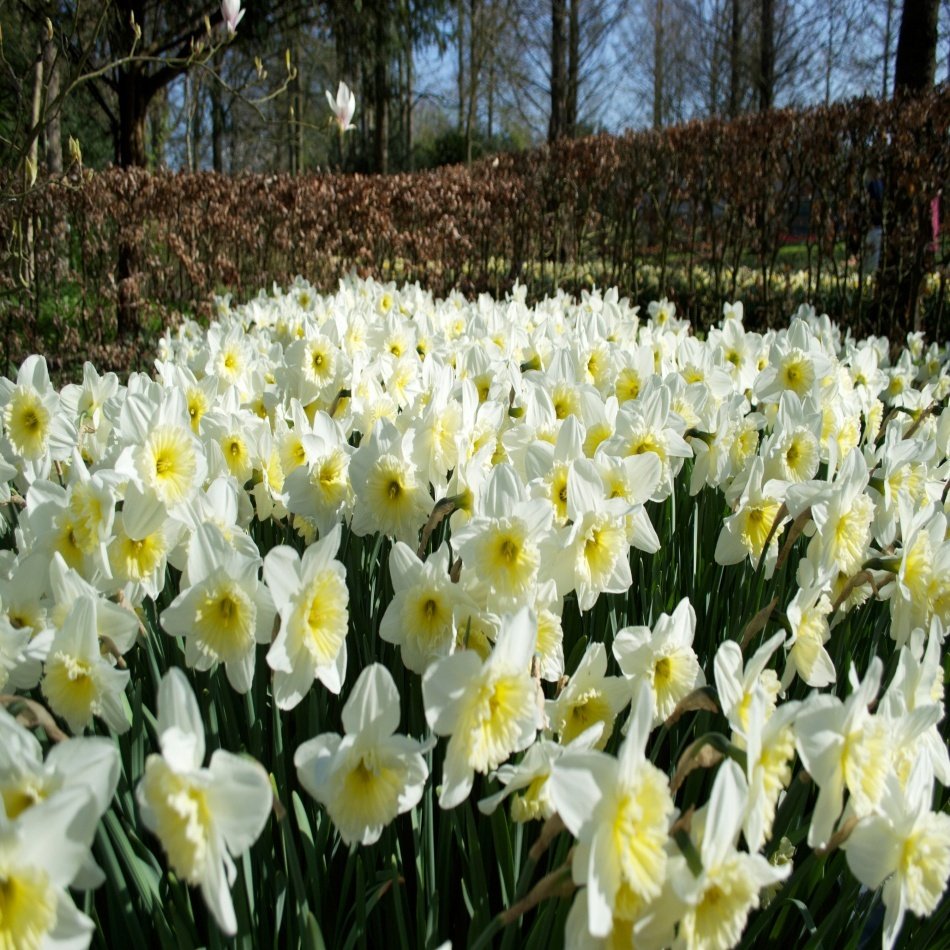 Sarı Beyaz İce Folies Daffodil Nergis Soğanı (5 adet)