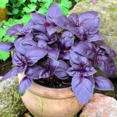 Red Basil Boza Kırmızı Tatlı Fesleğen Tohumu (100 tohum)