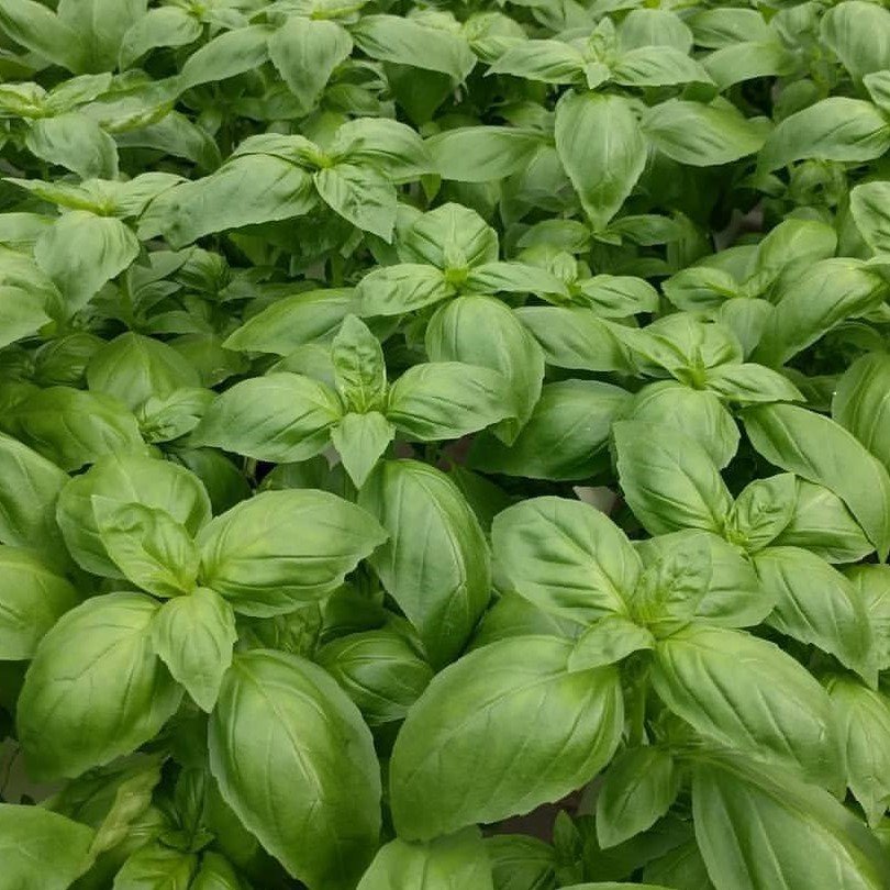 İtalyan Fesleğen Tohumu Geniş Yapraklı (1 kg)