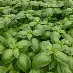 İtalyan Fesleğen Tohumu Geniş Yapraklı (1 kg)
