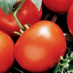 Salkım Manitabo Domates Tohumu-(20 tohum)