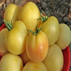 Yellow Şeftali Domates Tohumu-(20 Tohum)