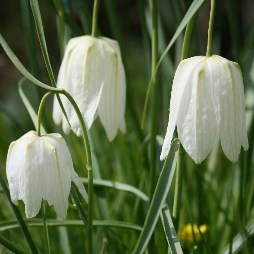 Fritillaria Alba Beyaz Renkli Ters Lale Soğanı (1 Adet)