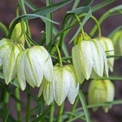 Fritillaria Alba Beyaz Renkli Ters Lale Soğanı (1 Adet)