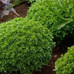 Top Fesleğen Tohumu 100 gram