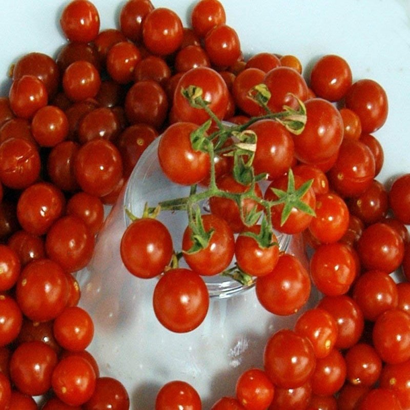Kırmızı Currant Domates Tohumu- (20 Tohum)