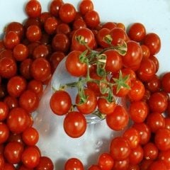 Kırmızı Currant Domates Tohumu- (20 Tohum)