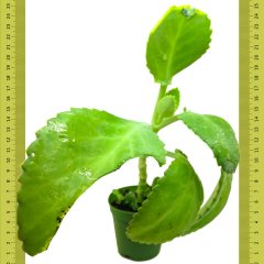 Benekli Kalanchoe Laetivirens Sukulent (Saksıda)