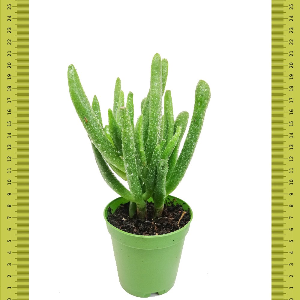 Shrek Crassula Ovata Gollum Sukulent (Saksıda)