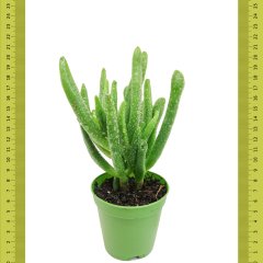 Shrek Crassula Ovata Gollum Sukulent (Saksıda)