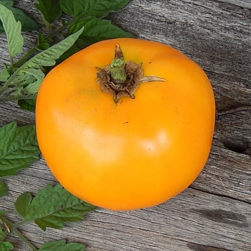 Orange Sunray Domates Tohumu-(20 Tohum)