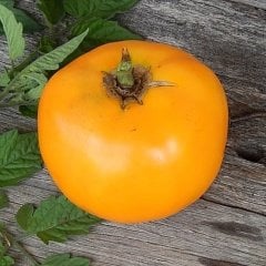 Orange Sunray Domates Tohumu-(20 Tohum)