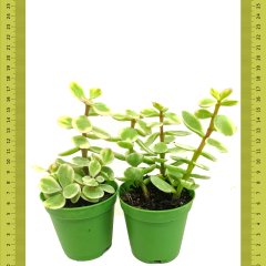 Nadir Bulunan Crassula Portulaca Afra Sukulent (Saksıda)
