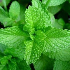 Spearmint Nane Tohumu (200 tohum)