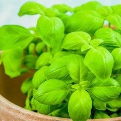 Saksılık Çok Geniş Yapraklı Tatlı Fesleğen Tohumu (250 tohum)