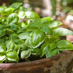 Dogal Green Flesh Geniş Yapraklı Aromatik Fesleğen Tohumu (50 tohum)