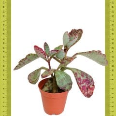 Alaca Benekli Kalanchoe Humilis Sukulent (Saksıda)