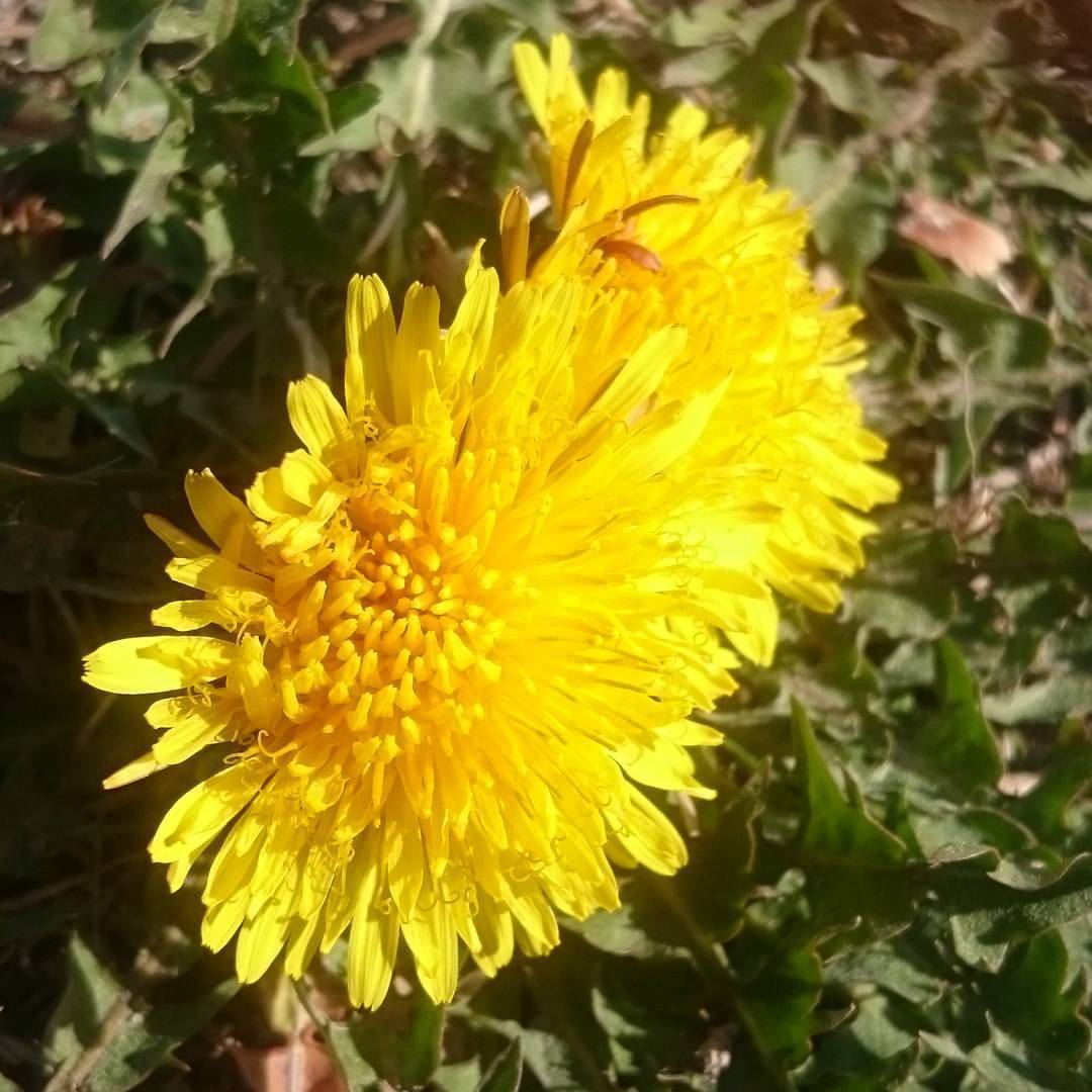 Dandelion Taraxacum Officinale Karahindba Çiçeği Tohumu  Aromatik (100 tohum)