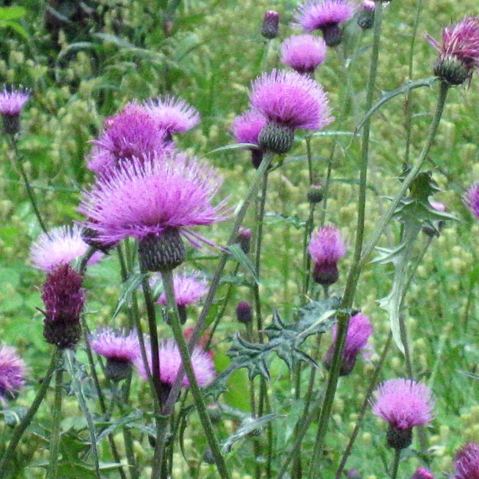 Kenger Otu (Cynara Cardunculus) Tohumu (5 tohum)