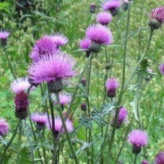Kenger Otu (Cynara Cardunculus) Tohumu (5 tohum)