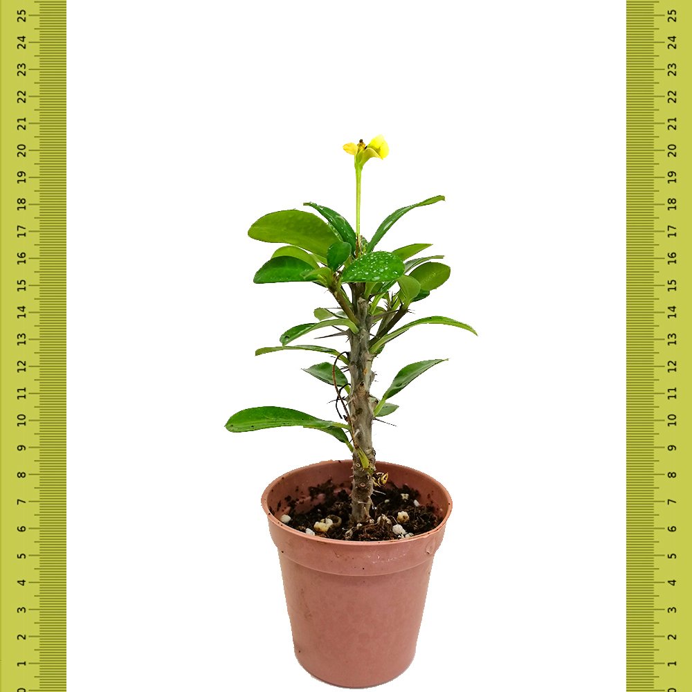 Gelinlerin Taçı Euphorbia Milii Sukulent (Saksıda)